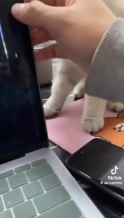 Cat’s are a Goldmine