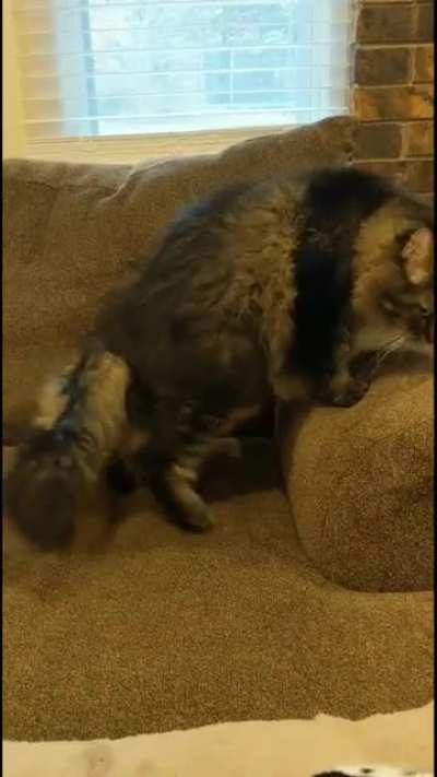 I made a video reel of my cat doing a sit