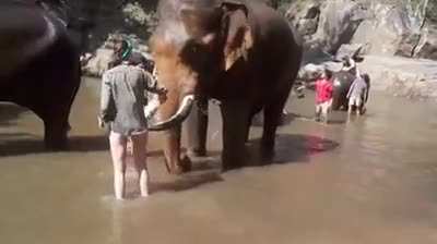 Let's stand in the middle of the elephant's tusks and see what would happen..