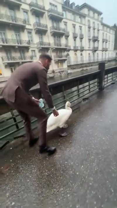 Man sucks swan out of the air with tractor beam, uses evil mind-control ray to make it follow him backwards, up and away from the safe water and its friends