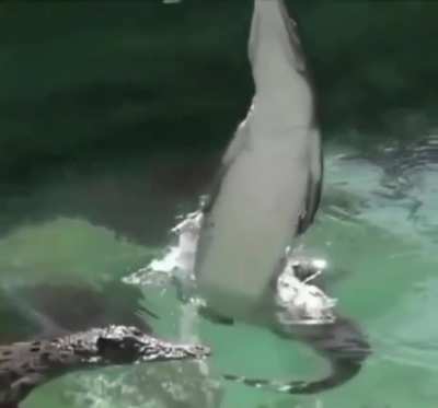 🔥 the sheer power behind a crocodiles tail