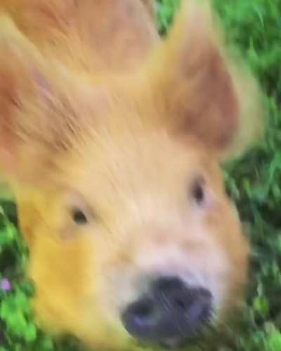 Hoppy bunny-pig