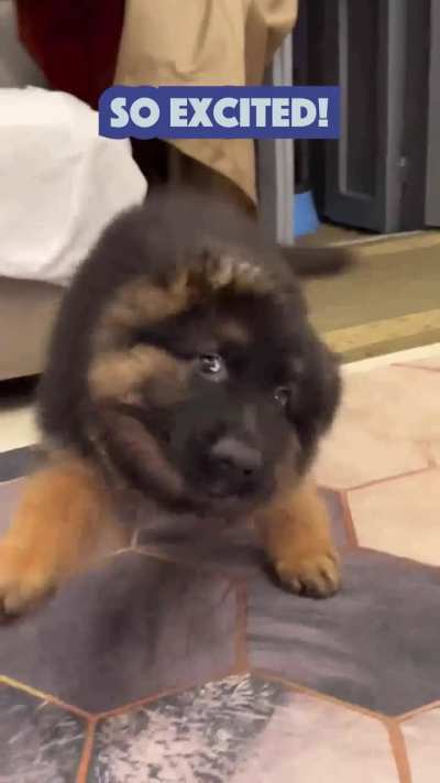 FunnyDogVideos