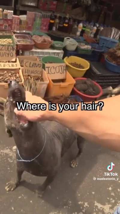Sin pelo