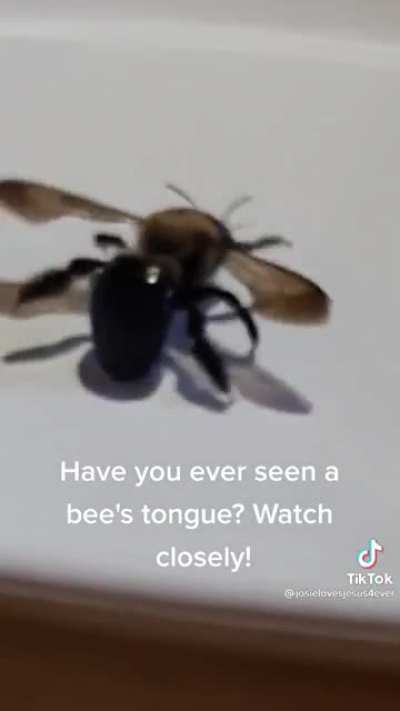 To Save the bees or to save thee