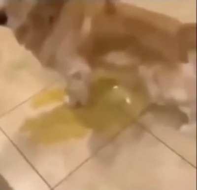 Piss dog