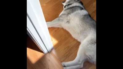 Scream doggo
