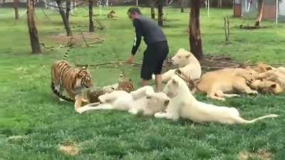 O tigre salvou o homem do leopardo