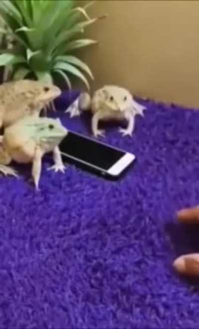 Wunky Guards