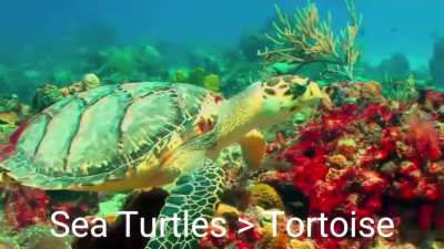 It’s Sea Turtle Tuesday! 🐢