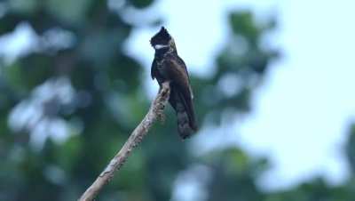 🔥 The Eared Nightjar bird perched on a branch, looking like a little feathered dragon.