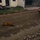 dOg Is BrUtAlY RuN OvEr By a StEaMrOlEr