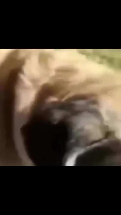 Dogs got bigger balls than most men