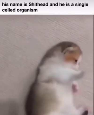 shithead