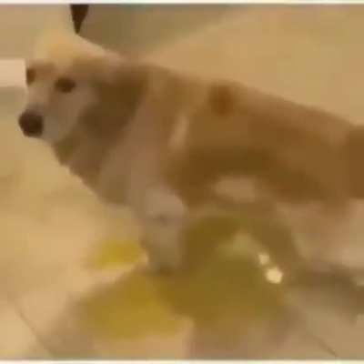what da dog doin