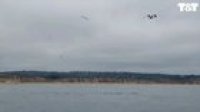 Whale watching