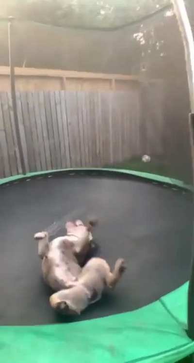 Let's bounce!!!