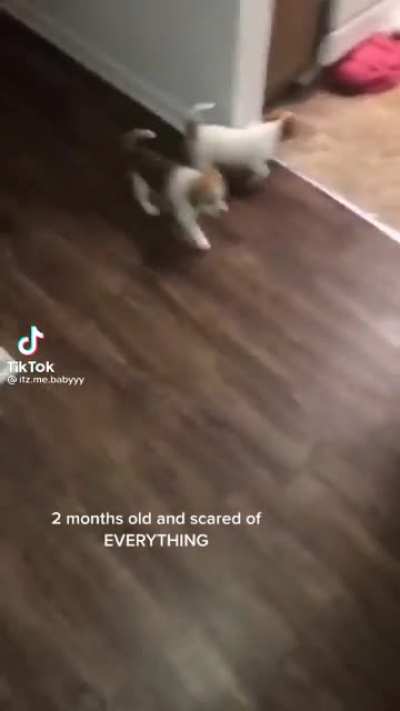 2 months old and scared of everything
