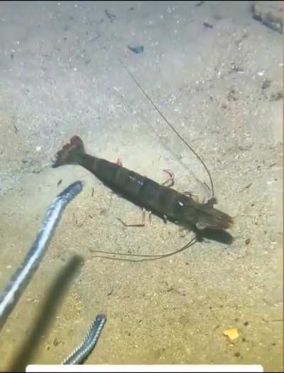 Is he prawn ready?