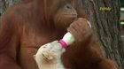 Interspecies babysitting 🐵🍌