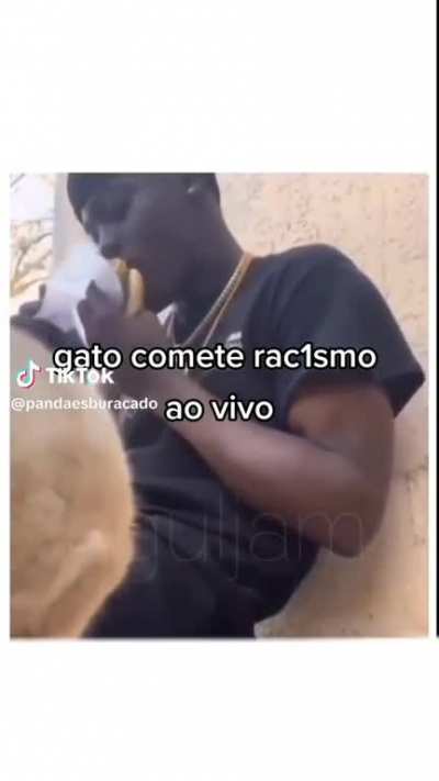 Gato argentino 