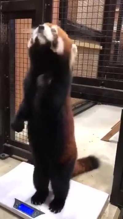 Cute Panda getting adopting humanly habits
