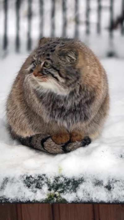 Most Beautiful video of Pallas's Cat I have seen