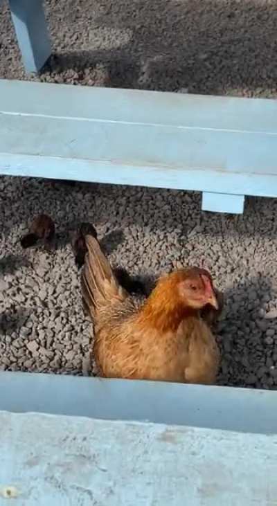 Chicken
