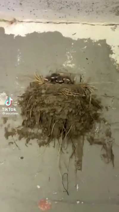 Birds aren't real.