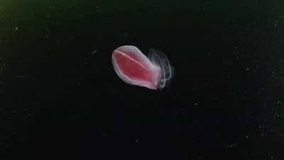 Two comb jellies, Beroe abyssicola and Bolinopsis infundibulum, displaying their bands of iridescent cilia