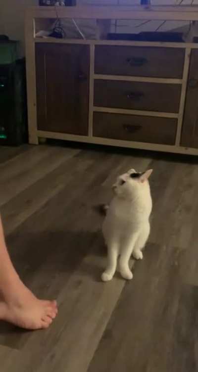 Turtle got VERY upset that dad was playing beat saber