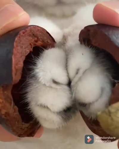 Ripe mangosteen