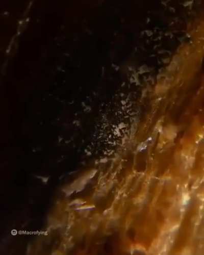 Insane zoom on a [L]og