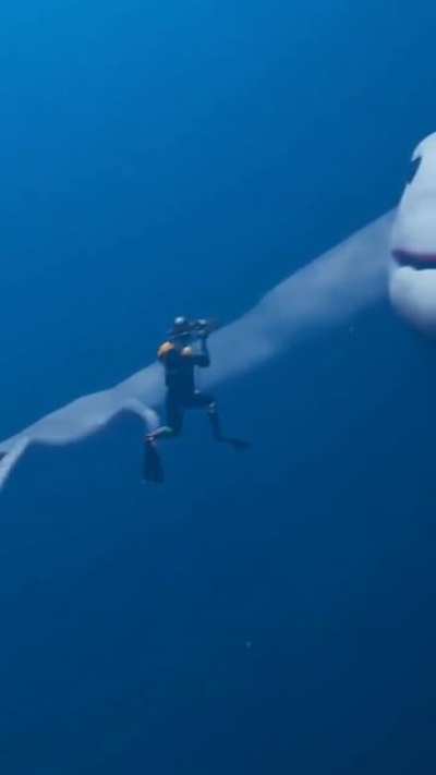 If I wasn’t afraid of the water before, I am now