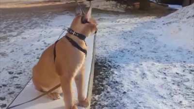 Feelin’ like a caracal on a leash