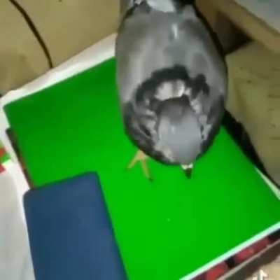 The pana Pepe 🐦