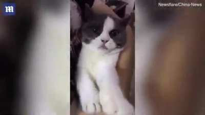 cat