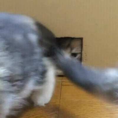 Da Floofies Are Coming!