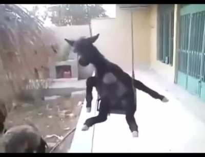 أرجوحة الحمار