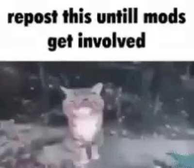 I insist on getting the mods involved