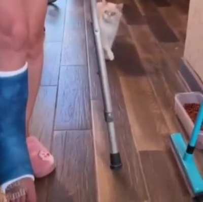 cat mocking