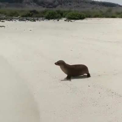 🔥 Fur seal can’t quite make it to the ocean 🔥