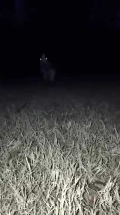 The field demon
