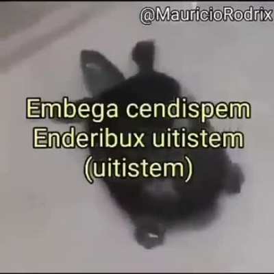 tortuga tem mais gingado do que eu kk