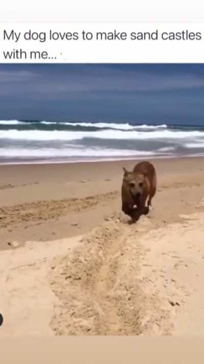 Can’t see no sandcastle but at least the dog is hap-peh