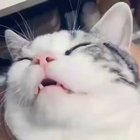 Snooring Kitty!