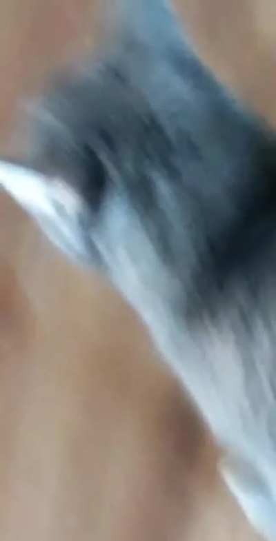 The video I received when I asked my roommate if my cat was still alive while I was out of town