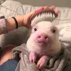 Pig in a blanket