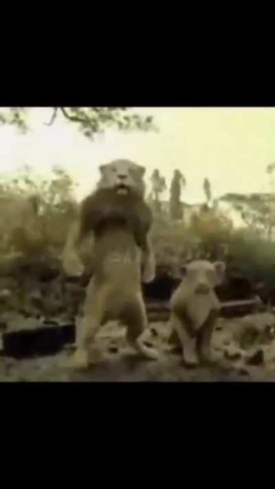 Singa taigar