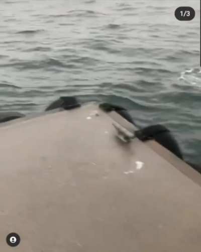 Close up Orcas in Coal Harbor!